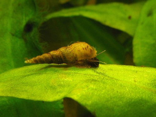 Escargots aquarium - escargots, d