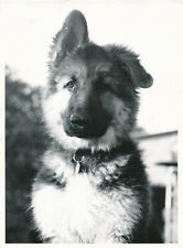 Grande argentique chien chiot dog berger allemand 1974 German shepherd puppy