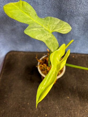 Philodendron bipennifolium - philodendron,