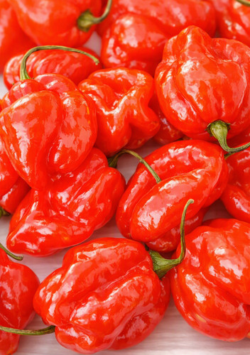 Graines piment antillais - 30,