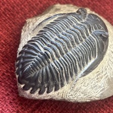Trilobite fossile
