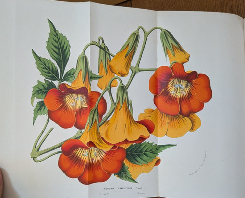 Livre ancien van - ancien-van, houtte-flore