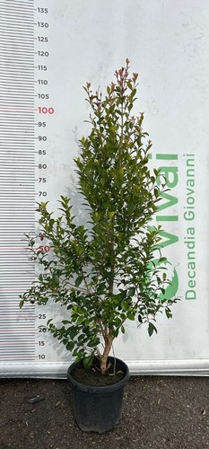 Plantes eugenia v18 h - v18,