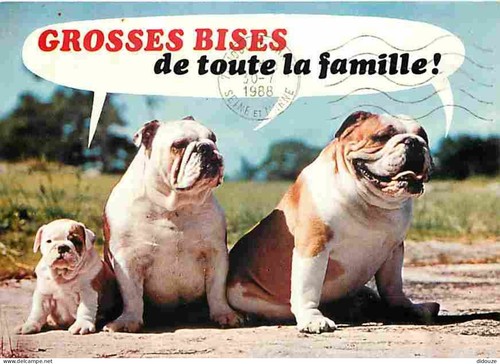 Carte postale animaux - carte,