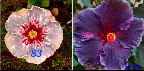 Graines hibiscus croisement - 5,