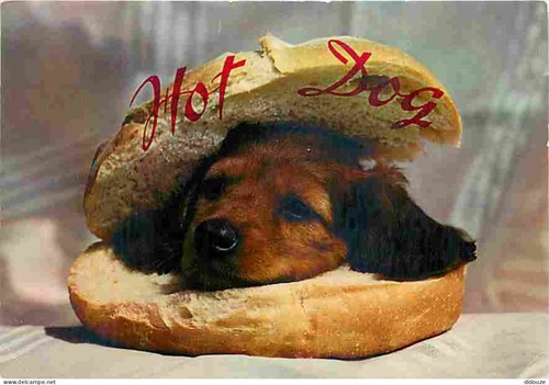 Carte postale animaux - postale,