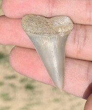 Carcharodon hastalis Extinct