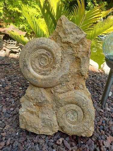 Bloc hildoceras bifrons - bloc,