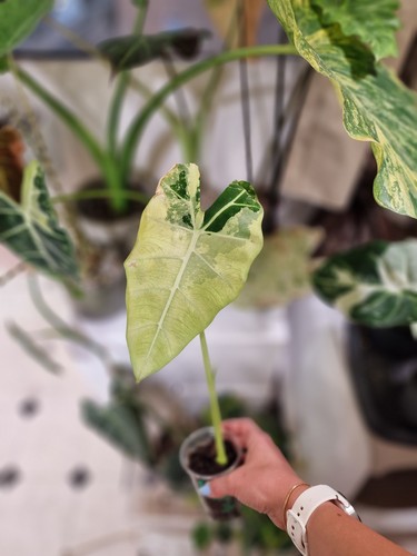 Alocasia frydek variegata