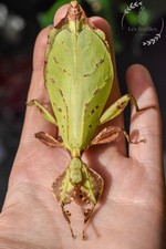 eggs oeufs phasme Phyllium