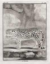 Panthère Des Neiges Snow Leopard Gravure En Cuivre Buffon 1780