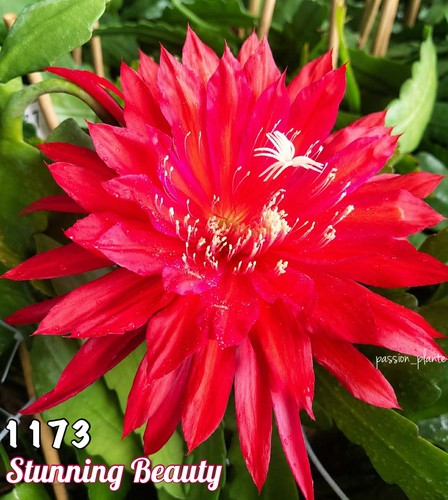 Rare epiphyllum beauté - epiphyllum,