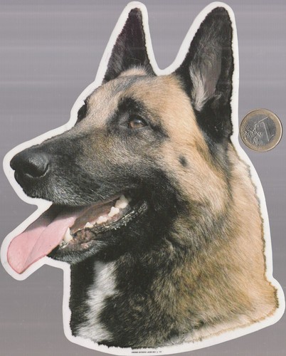 C44ani animals dog - dog.,