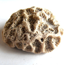 Small Natural Fossil Lithotherapy Raw Animal Algae (Stone Rock No. 5)