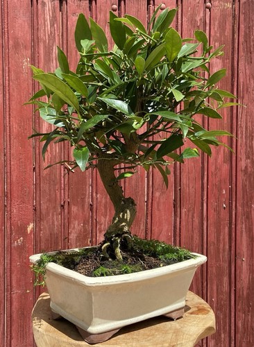 Bonsaï agrume citrus - agrume,