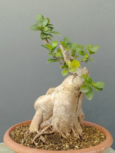 Bonsaï ficus cm - ficus, 34