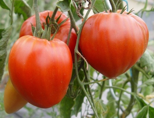 Graines tomate cœur - -,