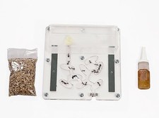 Fourmiliere Éducatif BIG (Fourmis et reine gratuites)