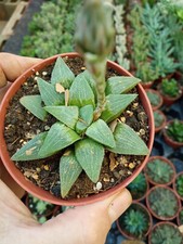 Plante Succulente Haworthia