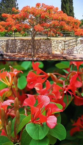 Orchidée rouge bauhinia - rouge,