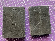 Reptile marin-Fossil de