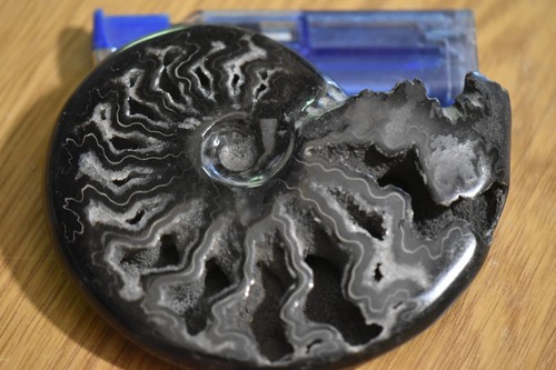 Rare ammonite aioloceras - ammonite,