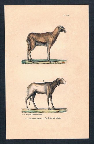 1840 mouton brebis belier - 1840,