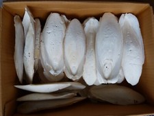 Lot de 1 KILO os de seiche