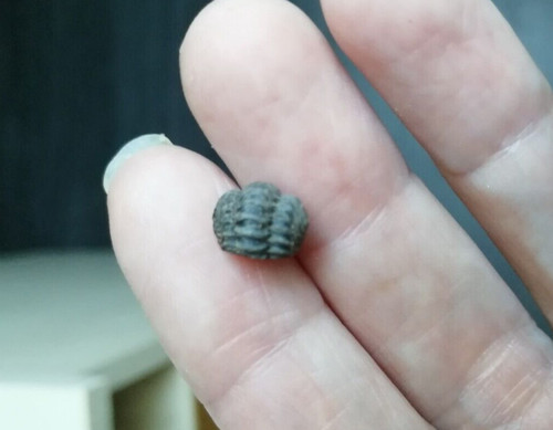 Trilobite phacops 1 - phacops, /