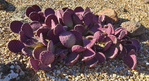 Opuntia aurea art combe - opuntia, 'art