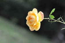 Objectif S/N 215XXX Nikon