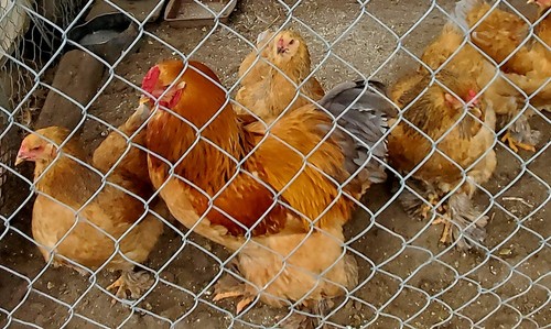 Blue buff columbia brahma - blue,