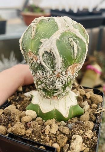 Astrophytum myriostigma - astrophytum,