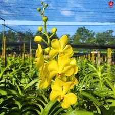 3 Branches Mokara Yellow ORCHIDACEAE yellow color