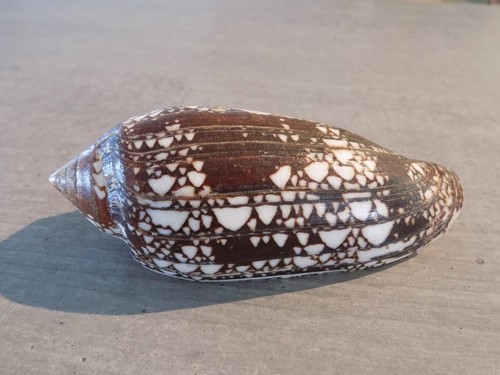Coquillage new conidae - coquillage,