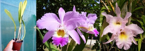 Cattleya gaskelliana rlc - cattleya, x
