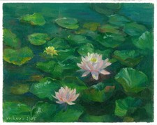 nénuphars en fleur dans