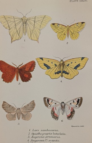 Wonderful antique brimstone - antique, &
