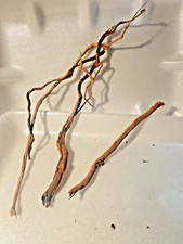 4 racines araignée 15/22cm  mangrove spider root souche bois decor aquarium 1115