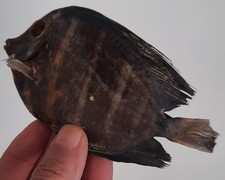 curiosité , taxidermie : Poisson Chirurgien Naturalisé 