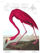 Illustration flamant rose