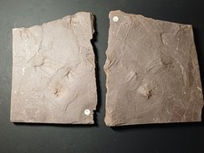 Trace De Pas Autunien Rouge De