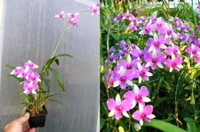 Dendrobium Cherry Song