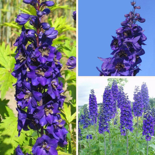 Delphinium pacific black - delphinium, 'black