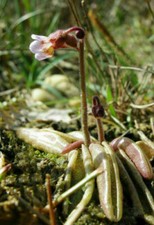 PINGUICULA LUSITANICA - Plante