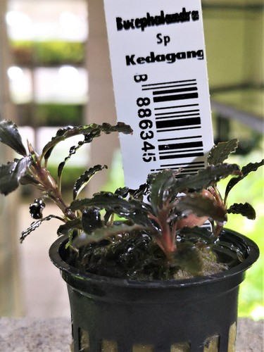 Bucephalandra kedagang - sp,