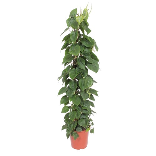 Philodendron scandens sur - philodendron, la