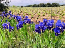 Rhizomes D’iris fleurs
