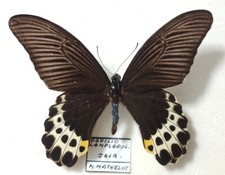 Papilio Lampsacus male  - Java