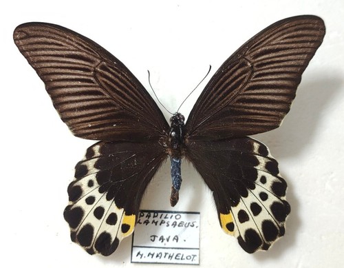 Papilio lampsacus male java - lampsacus,